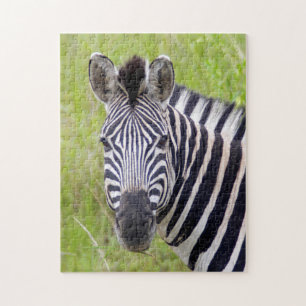 Porträt des Steppenzebras, Hluhluwe-Umfolozi Game
