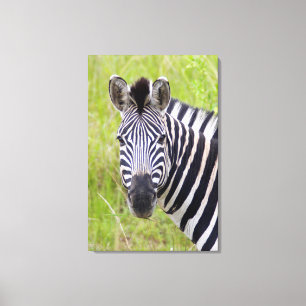 Porträt des Steppenzebras, Hluhluwe-Umfolozi-Wildr Leinwanddruck