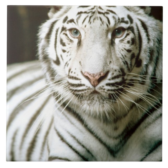 Porträt des Tigers Fliese (Vorderseite)