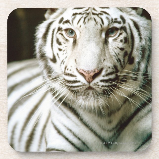 Porträt des Tigers Getränkeuntersetzer (Vorderseite)