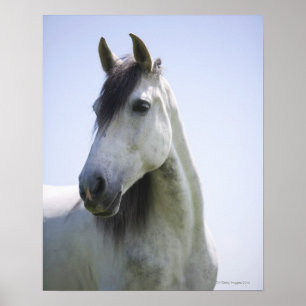 Porträt des weißen Pferdes Poster