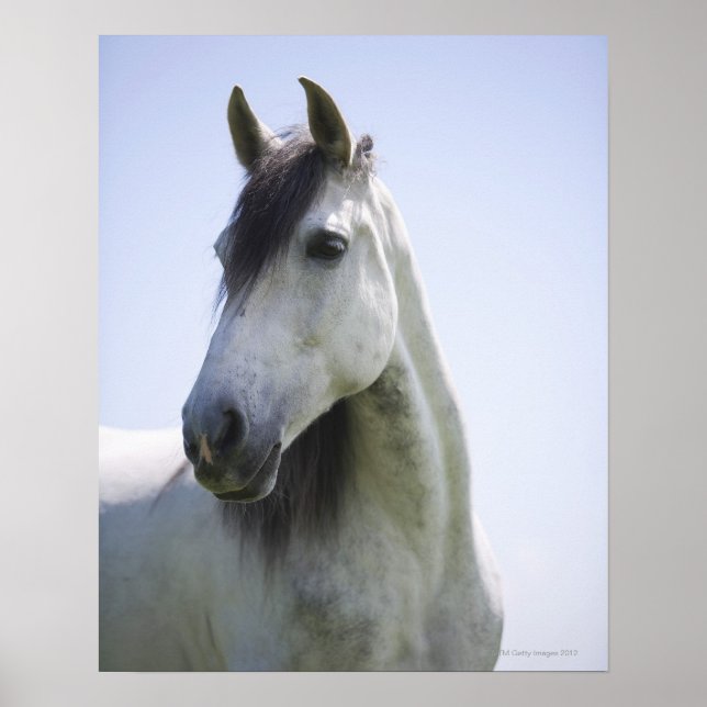 Porträt des weißen Pferdes Poster (Vorne)