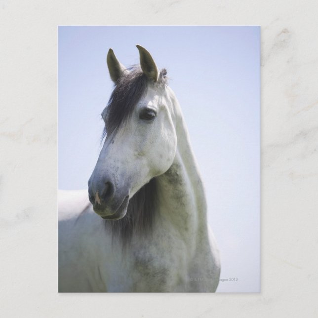 Porträt des weißen Pferdes Postkarte (Vorderseite)