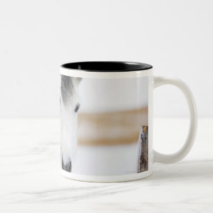 Porträt des weißen Pferds Zweifarbige Tasse