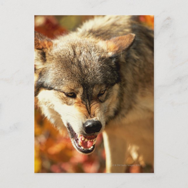 Porträt des Wölfels Postkarte (Vorderseite)