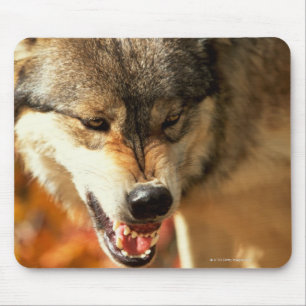 Porträt des Wolfs knurrend Mousepad