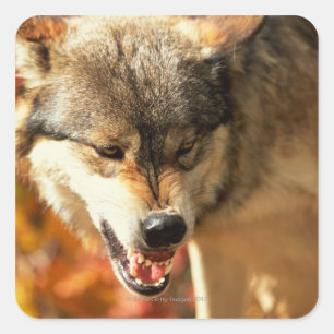 Porträt des Wolfs knurrend Quadratischer Aufkleber