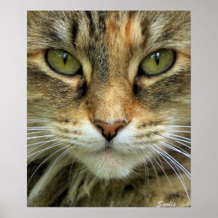 Porträt-Druck einer wilden getigerten Katze mit gr Poster