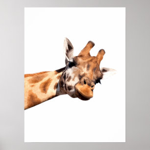 Porträt einer afrikanischen Giraffe Poster
