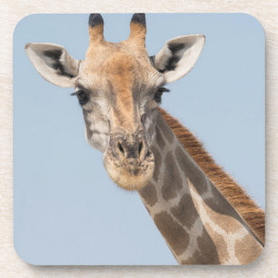 Porträt einer angolanischen Giraffe Getränkeuntersetzer