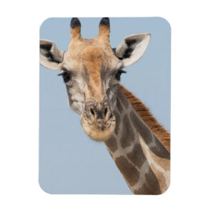 Porträt einer angolanischen Giraffe Magnet