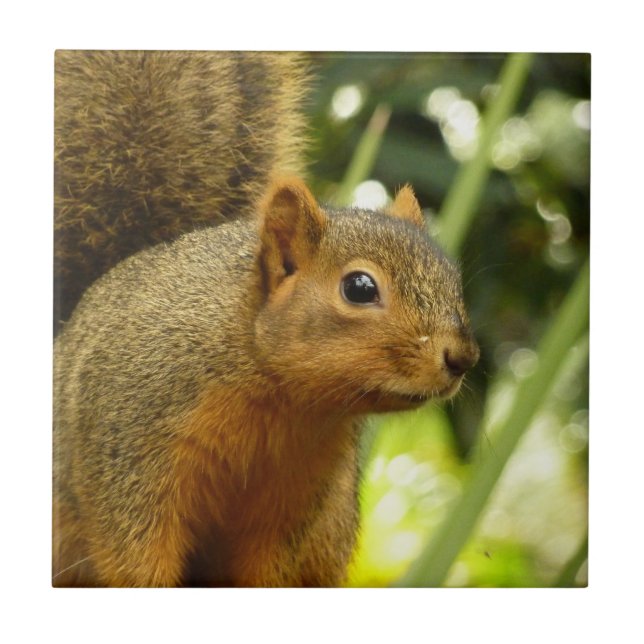 Porträt einer Eichhörnchennaturfotografie Fliese (Vorderseite)
