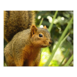 Porträt einer Eichhörnchennaturfotografie Fotodruck