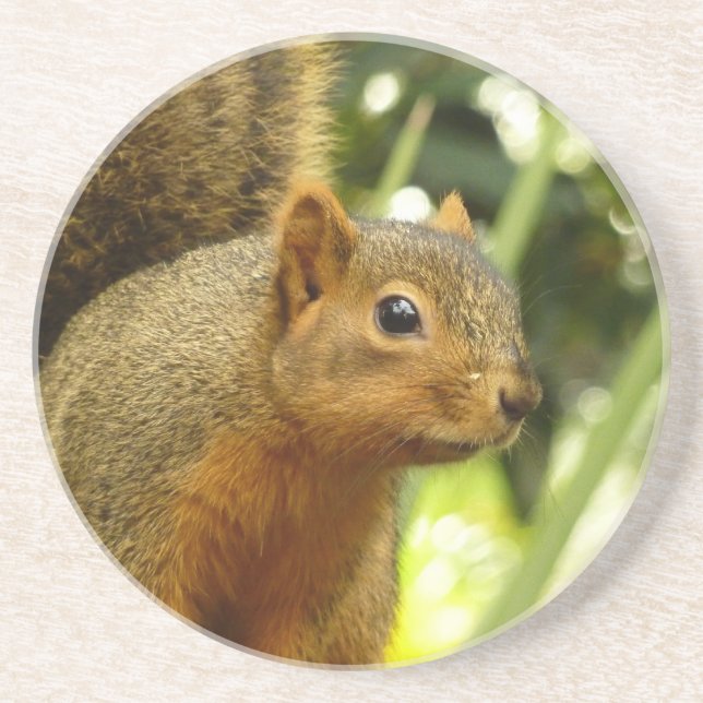 Porträt einer Eichhörnchennaturfotografie Getränkeuntersetzer (Vorne)