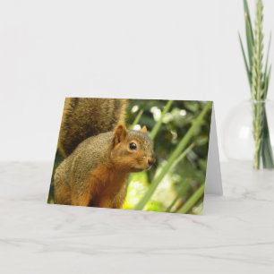 Porträt einer Eichhörnchennaturfotografie Karte