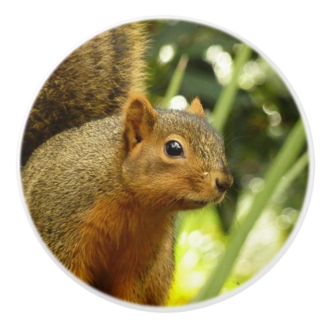 Porträt einer Eichhörnchennaturfotografie Keramikknauf (Vorderseite)