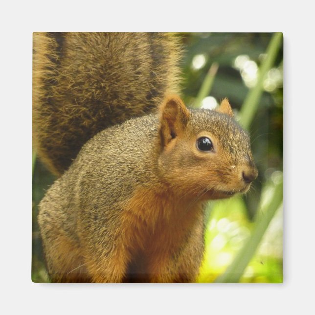 Porträt einer Eichhörnchennaturfotografie Magnet (Vorne)