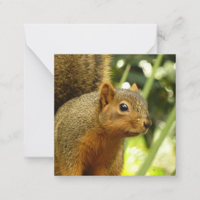 Porträt einer Eichhörnchennaturfotografie Mitteilungskarte (Vorderseite)