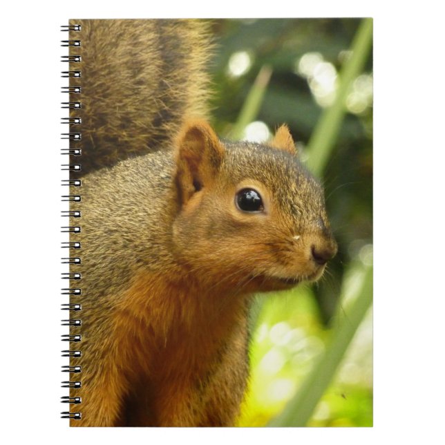 Porträt einer Eichhörnchennaturfotografie Notizblock (Vorderseite)