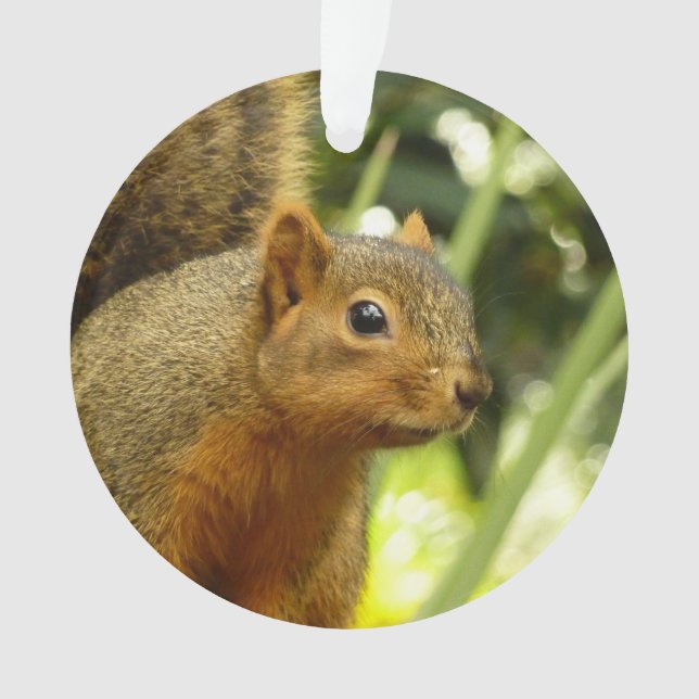 Porträt einer Eichhörnchennaturfotografie Ornament (Vorderseite)