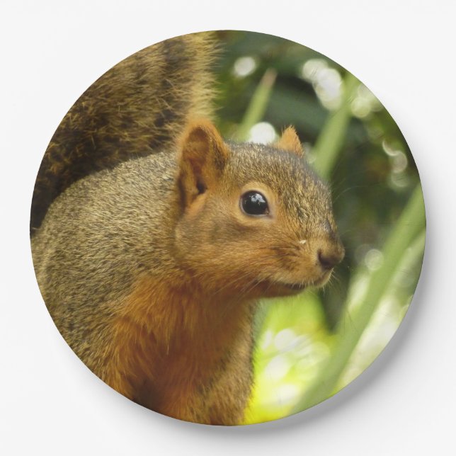 Porträt einer Eichhörnchennaturfotografie Pappteller (Vorderseite)