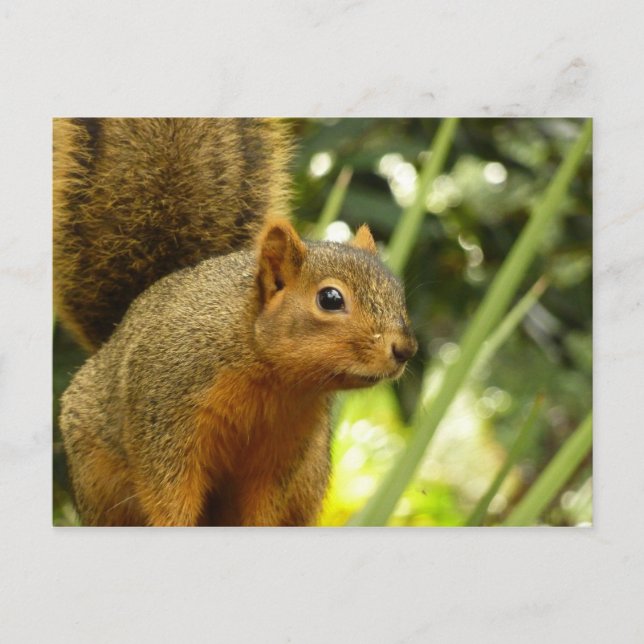 Porträt einer Eichhörnchennaturfotografie Postkarte (Vorderseite)