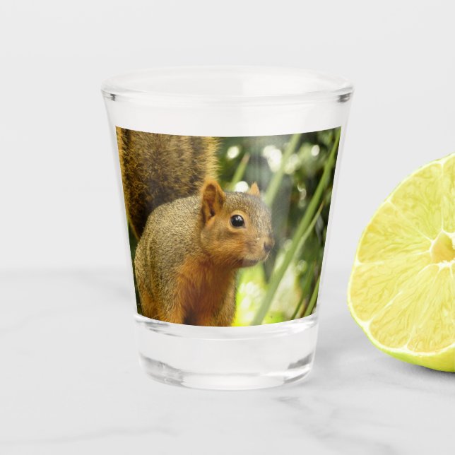 Porträt einer Eichhörnchennaturfotografie Schnapsglas (Vorderseite)