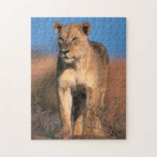 Porträt einer Löwin (Panthera Leo)