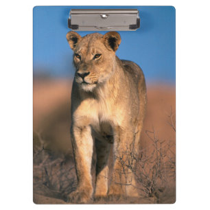 Porträt einer Löwin (Panthera Leo) Klemmbrett