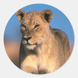 Porträt einer Löwin (Panthera Leo) Runder Aufkleber