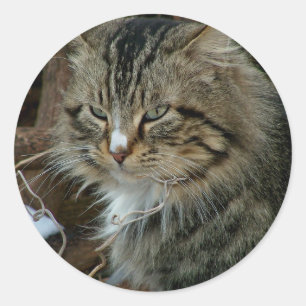 Porträt einer Maine Coon-Wildkatze im Winter Runder Aufkleber