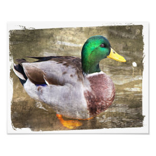 Porträt einer männlichen Stockente Fotodruck