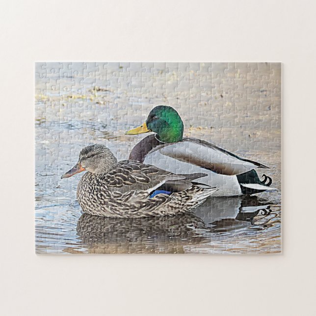 Porträt einer männlichen und weiblichen Stockente (Horizontal)
