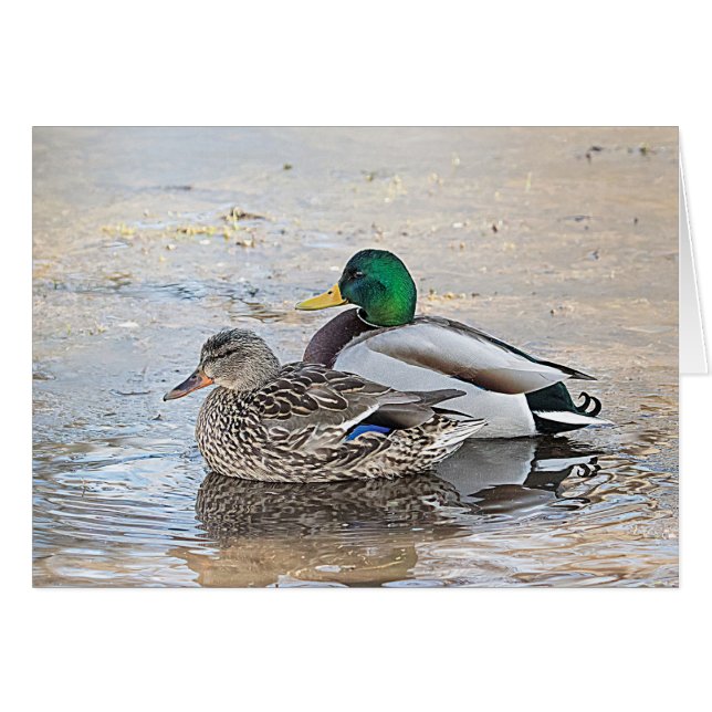 Porträt einer männlichen und weiblichen Stockente (Vorderseite (Horizontal))