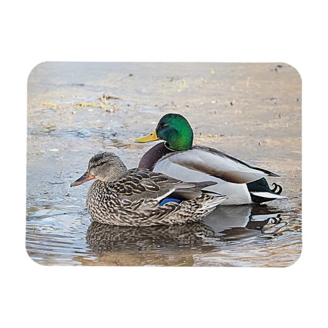 Porträt einer männlichen und weiblichen Stockente Magnet (Horizontal)