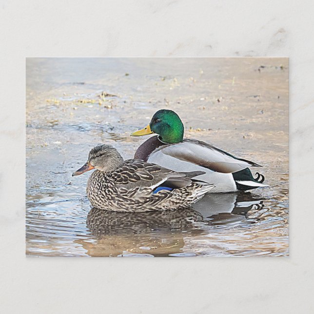 Porträt einer männlichen und weiblichen Stockente Postkarte (Vorderseite)