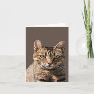 Porträt einer niedlichen getigerten Katze mit Blic Karte