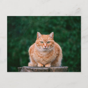 Porträt einer orangefarbenen getigerten Katze auf Postkarte