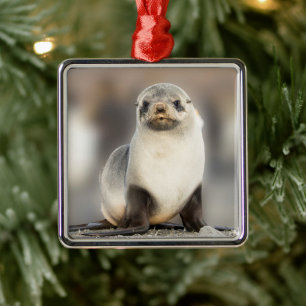Porträt einer Robbenjungen am Strand Ornament Aus Metall