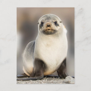 Porträt einer Seehundjungen am Strand Postkarte