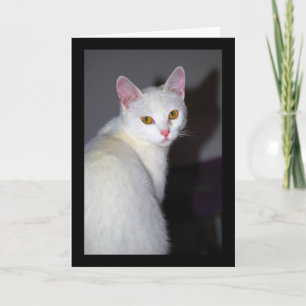 Porträt einer weißen Katze Karte