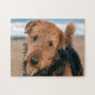 Porträt eines Airedale Terriers