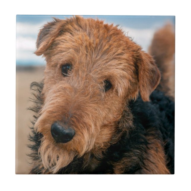 Porträt eines Airedale Terriers Fliese (Vorderseite)