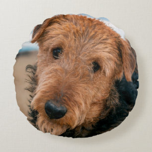 Porträt eines Airedale Terriers Rundes Kissen