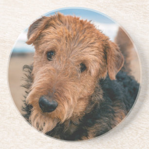 Porträt eines Airedale Terriers Untersetzer