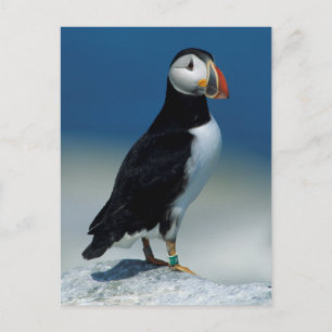 Porträt eines Atlantischen Puffs Postkarte