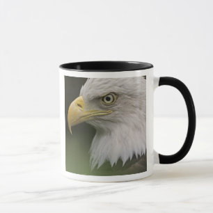 Porträt eines ausgewachsenen Weißkopfseeadlers, Ha Tasse