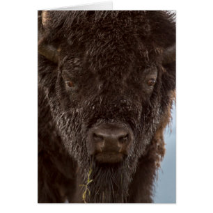 Porträt eines Bisonbullen im Regen
