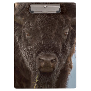 Porträt eines Bisonbullen im Regen Klemmbrett