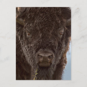 Porträt eines Bisonbullen im Regen Postkarte
